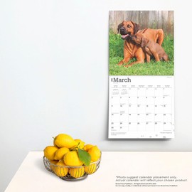 Rhodesian Ridgebacks | 2025 12 x 24 Inch Monthly Square Wall Calendar | Plastic-Free | BrownTrout | Animals Dog Breeds