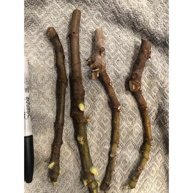 Ficus Fig Tree cuttings "White Adriatic" FREE US SHIPPING! 10