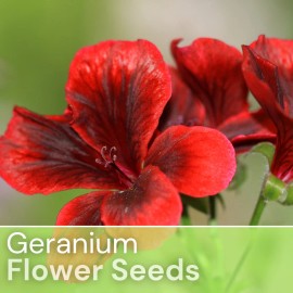Fresh Packet Geranium Seeds - Fragrant - Fresh Harvest - Non GMO - 100 Seeds - Velvet Red