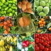 30 Pcs 5.9''×7.8'' Drawstring Fruit Netting Bags, Reusable Garden Netting