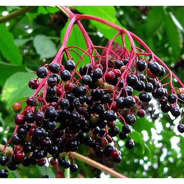 Sambucus nigra (European Black Elderberry) Fruit Seeds, Fragrant Creamy-White Flowers,