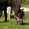 NETPROSHOP Foal Halter 3-Way Adjustable for Foals Falabella Shetty Pony