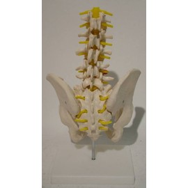 Om Anatomy Mannequin Series Pelvis Bone W/5pc Lumbar Vertebrae + Base (Xc115) Made By Om