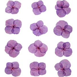 PATIKIL Flores Prensada Seca, 48 Piezas para Manualidades de Resina, Arte de Uñas, Tarjetas de Scrapbooking, Fabricación de Joyas, Decoración Floresal, Morado Claro