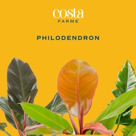 Costa Farms Philodendron Live Plant, Large Easy to Grow Indoor Houseplant, Grower's Choice Collection, Potted in Minimal Decor Plant Pot, Housewarming Gift, Home and Room Decor