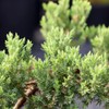 Brussel's Live Green Mound Juniper Outdoor Bonsai Tree - 5