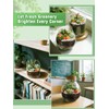 Terrarium Kit Adults - Includes Pumice, Moss, Soil, Pebbles, Charcoal,