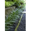 Super Blue Liriope Muscari | 10 Live Bare Root Pips
