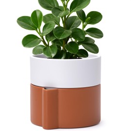 6.5 Inch Self-Watering Planter Pot with Terracotta Insert, Deep Water Reservoir, and Ceramic-Alike BPA-Free Plastic Pot for Plant, Modern Planter for Houseplants, Terracotta/White, 53-B-S-6