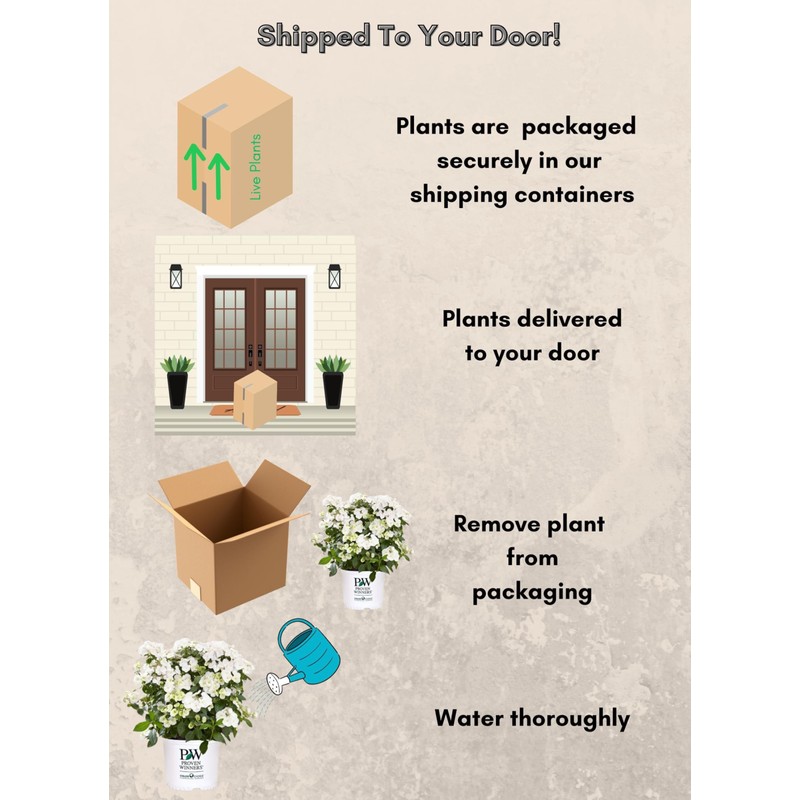 2g Proven Winners Hydrangea Fairytrail Bride Shrub