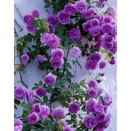 BULBORIUM 100PCS Purple Climbing Rose Seeds Rare Non-GMO Heirloom Seeds