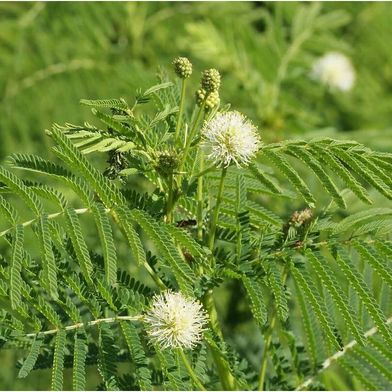 250 Illinois Bundleflower Seeds Mimosa Desmanthus Monarch Butterfly Host Plant