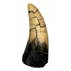 DINOSAURS ROCK T-Rex - Tyrannosaurus Rex Dinosaur Tooth Replica
