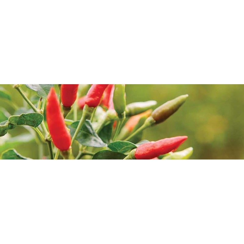 Mendez Creamy Pepper Sauce With Olive Oil and Honey 3oz