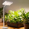 Desk Grow Light, Bright Tabletop Grow Lights for Seed Starting,