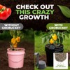 Self-Watering Planter Insert for 5-Gallon Buckets - 3-Pack