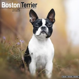 Boston Terrier 2025 Square Wall Calendar | Dog Breed Calendar