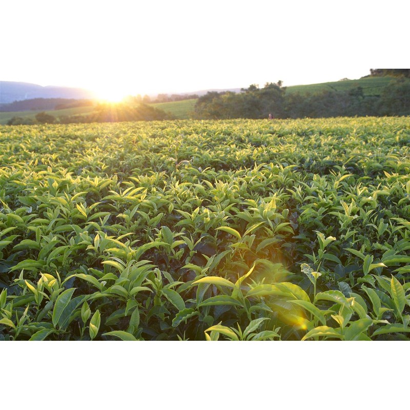 Rare Tea Company Loose Leaf Earl Grey Tea, 50 g