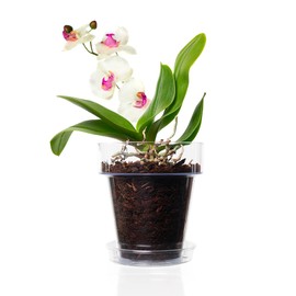Kalapanta Orchid Transplanting Set: Transparent Flower Pot with Drainage Holes, Saucer and Orchid Substrate - Diameter 16 cm - 1