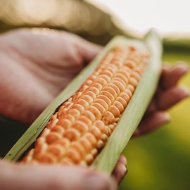 Millersburg Red No. 2 Sweet Corn - 50 Seeds - Rare Red Sweet Corn Variety, Colorful Corn Kernels, Non-GMO, Heirloom Seeds for Planting in The Home Garden, Thresh Seed Company