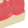 Right Lower Posterior Tooth Model 2X Magnification Detachable Resin Tooth