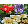 Patriotic Red White Blue Ginger Plants - 3 Pack Live