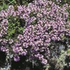 Outsidepride Mother of Creeping Thyme Ground Cover Plant Flower Seeds