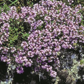 Outsidepride Mother of Creeping Thyme Ground Cover Plant Flower Seeds - 5000 Seeds