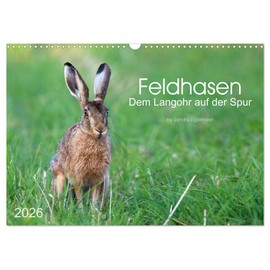 Feldhasen - dem Langohr auf der Spur (Wandkalender 2026 DIN A3 quer), CALVENDO Monatskalender: Eindrücke aus dem Leben eines immer seltener werdenden Säugetiers (CALVENDO Tiere)