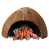 FAVOZIO Half Coconut Shell Hut Polished
