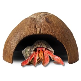 FAVOZIO Half Coconut Shell Hut Polished
