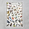 Where's Wildlife Wisconsin's Backyard Birds Poster - Wisconsin Bird Chart