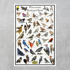 Where's Wildlife Wisconsin's Backyard Birds Poster - Wisconsin Bird Chart Highlighting Birds At Your Bird Feeder (8" x 12")