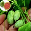 Thumb Watermelon Seed Pack 60 pcs - Climbing Perennial Heirloom