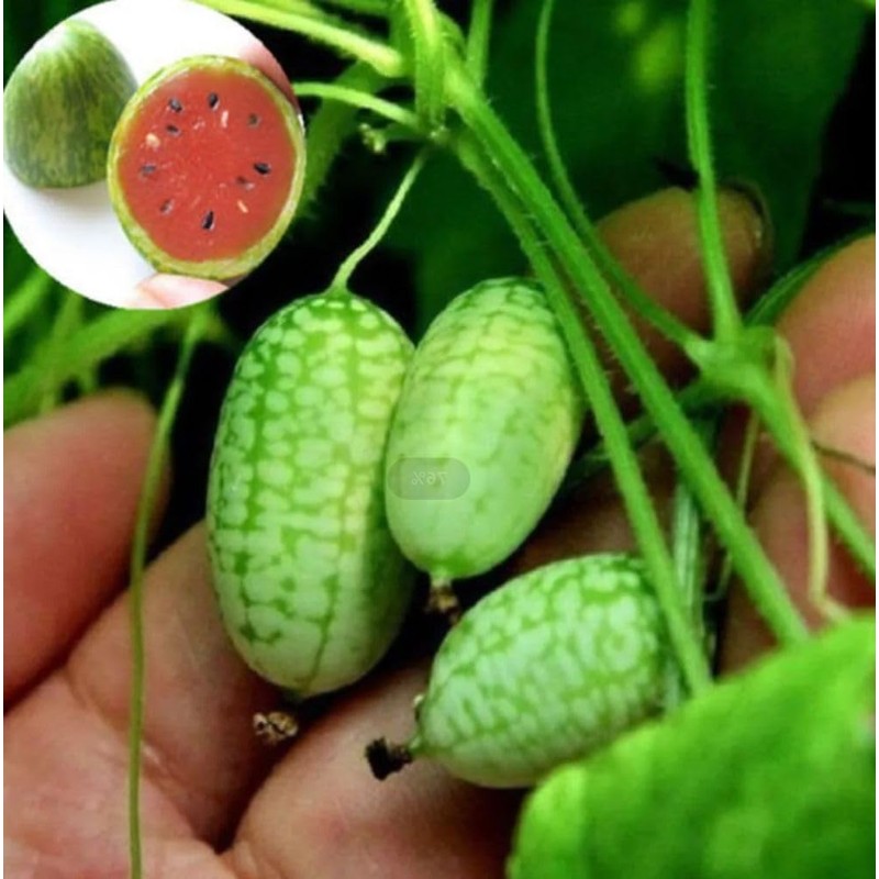 Thumb Watermelon Seed Pack 60 pcs - Climbing Perennial Heirloom