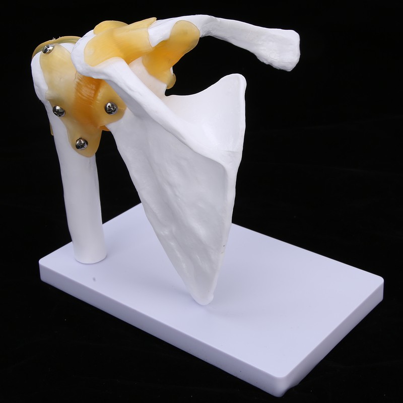 1:1 Life Size Human Anatomy Shoulder Joint Model Shoulder Blade