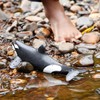 Schleich Wild Life Realistic Ocean Orca Killer Whale Animal Figurine