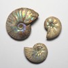 [N2 stone Natural] Natural fossil play-colored ammonite / specimen |