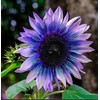 Sunflower Seeds for Planting 50 Pcs Seeds Rare Multi Color