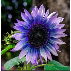 Sunflower Seeds for Planting 50 Pcs Seeds Rare Multi Color Garden Seeds Sunflowers