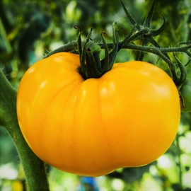 TomorrowSeeds - Yellow Brandywine Tomato Seeds - 100+ Count - for 2025 Planting Indeterminate Beefsteak Tomatoes Extra Large Apricot Orange Vegetable Fruit Grow Your Own Home Farm Patio Healthy