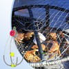 Crab Traps for Crabbing Saltwater,Automatic Folding Efficient Crab Cage -