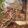 BNOSDM Reptile Hammock Reptile Wooden Ladder Bridge Bearded Dragon Hammock