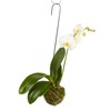 Better-Gro 19” Hanging Kokedama with Phalaenopsis Orchid – Indoor/Outdoor Planter-