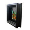 Real Framed Sunset Moth Display Shadow Box
