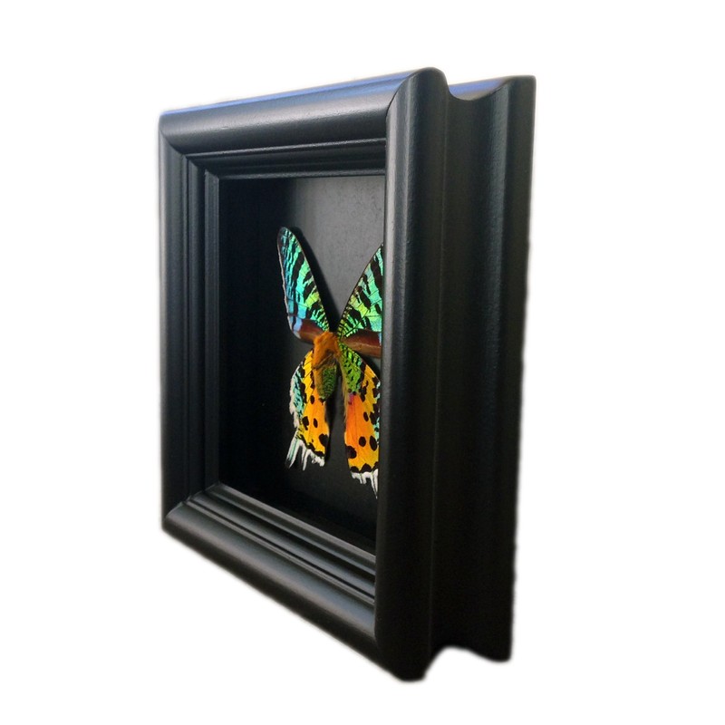 Real Framed Sunset Moth Display Shadow Box