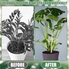 Climbing Houseplant Stem Supports,4Pcs Clear Plastic Flower Plant Growth Stake