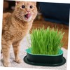 Levemolo 5Pcs Soilless Cat Grass Planter Set Hydroponic Catnip Box