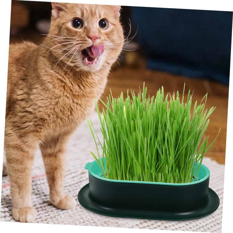 Levemolo 5Pcs Soilless Cat Grass Planter Set Hydroponic Catnip Box