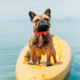 Cobee Spiked Cat Dog Collar, 2 Pieces PU Leather Soft Dog Collar Adjustable Rivet Puppy Collar Studded Cat Collar with Spikes for Boy Girl Cats Puppy S Size